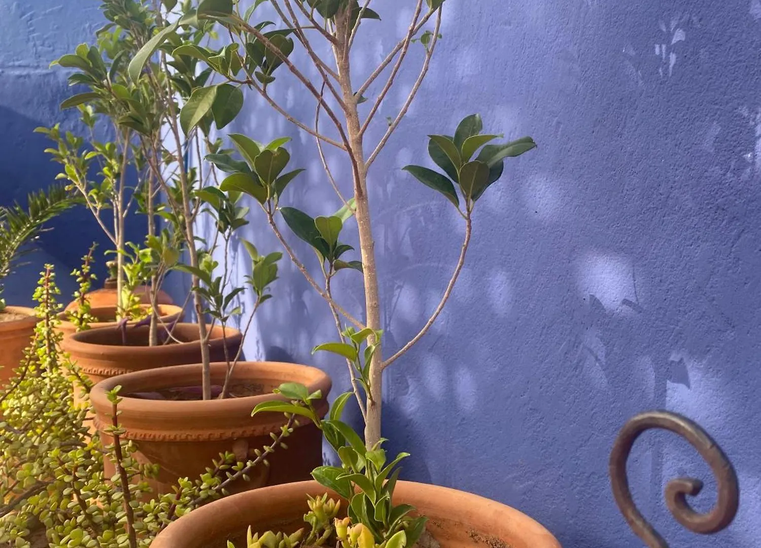 Bed & Breakfast Riad La Perle De Bacha Marrakesh